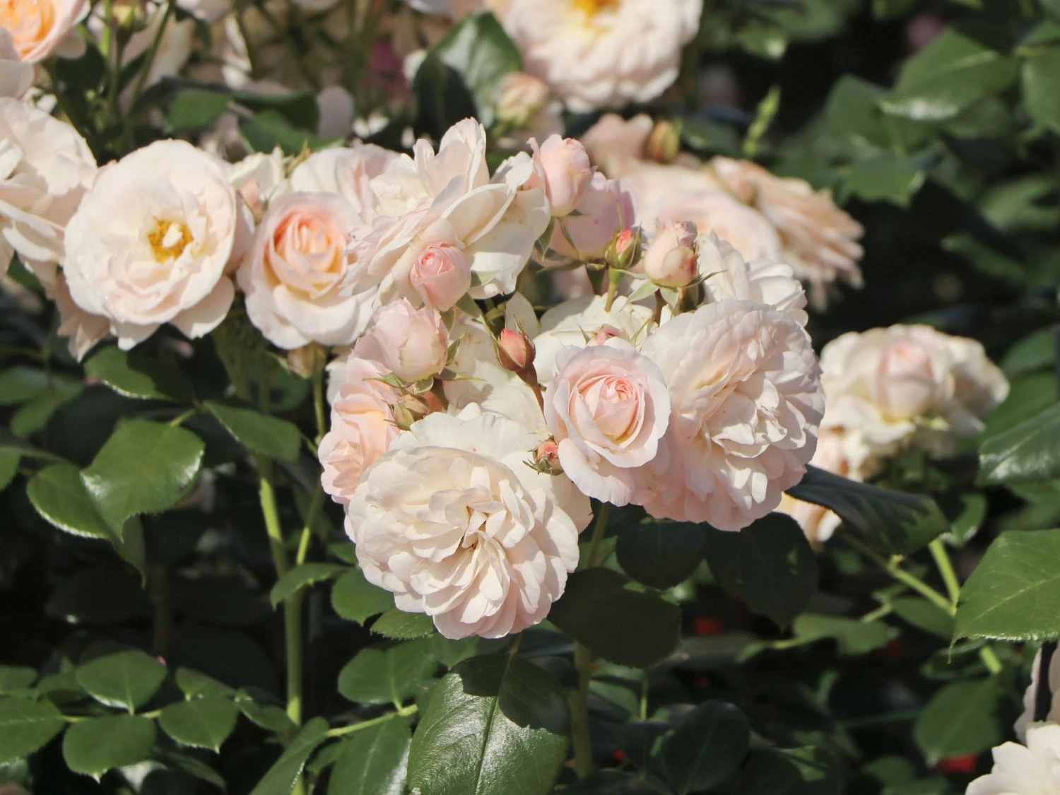 Beetrose 'Martin Luther Rose' ® 4 Beetrose 'Martin Luther Rose' ® – Bild 4