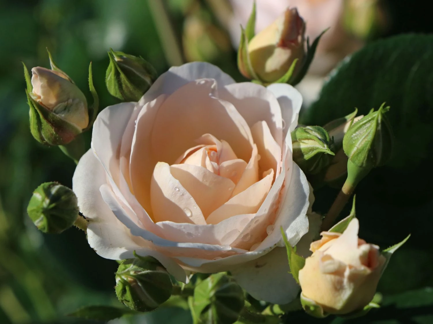 Beetrose 'Martin Luther Rose' ® 6 Beetrose 'Martin Luther Rose' ® – Bild 6