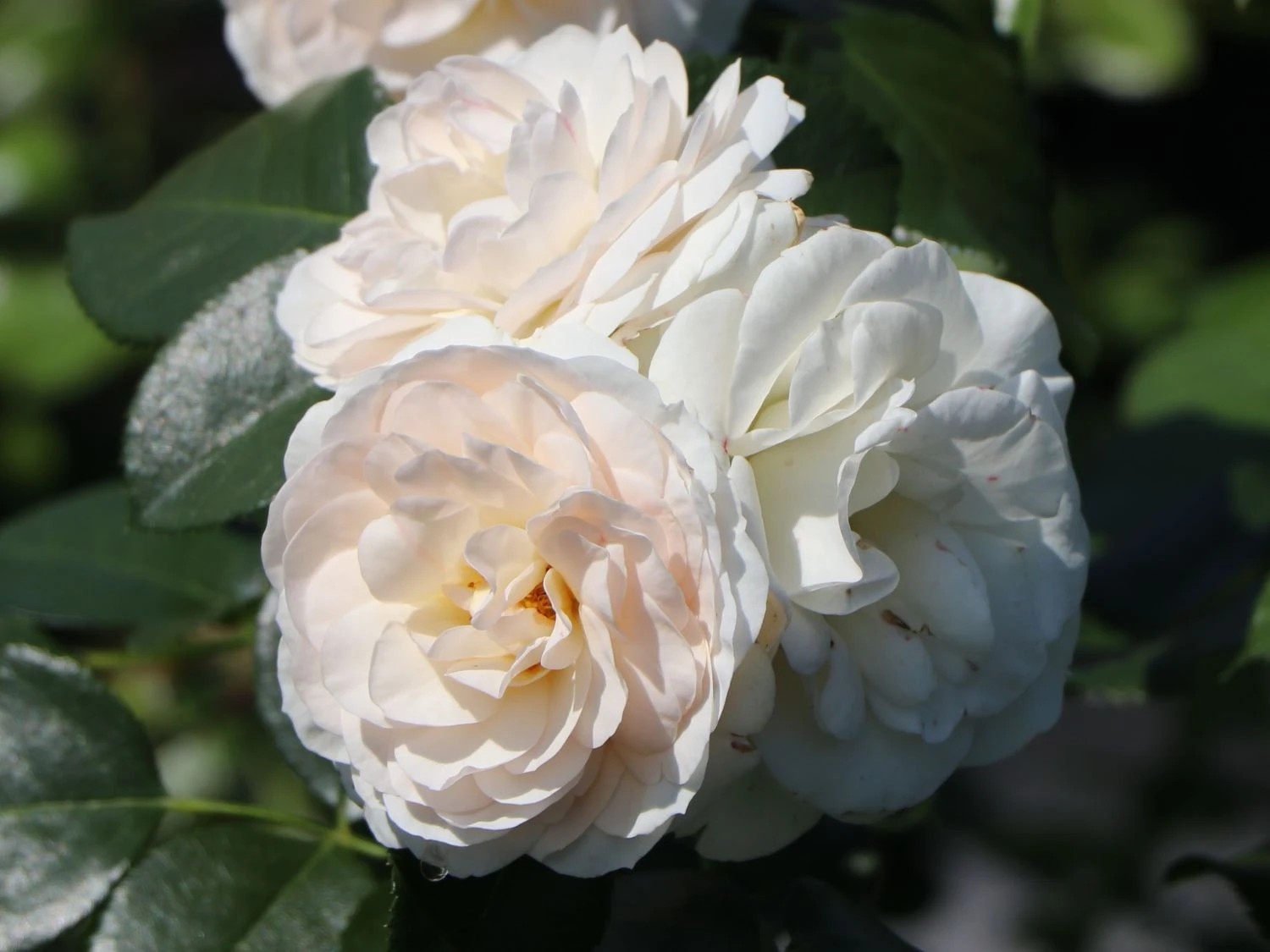 Beetrose 'Martin Luther Rose' ® 10 Beetrose 'Martin Luther Rose' ® – Bild 10