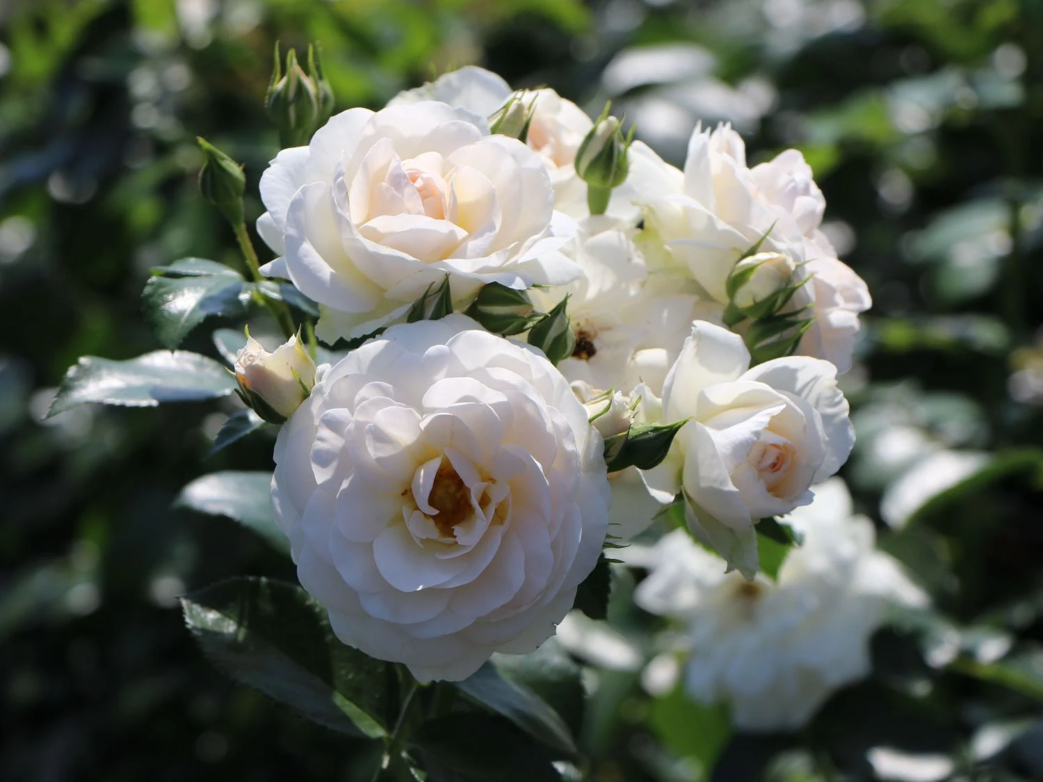 Beetrose 'Martin Luther Rose' ® 5 Beetrose 'Martin Luther Rose' ® – Bild 5