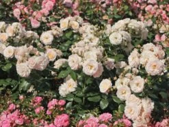 Ausgewählte Produkte -Edelrosen Geschaft beetrose martin luther rose m101945 w 6