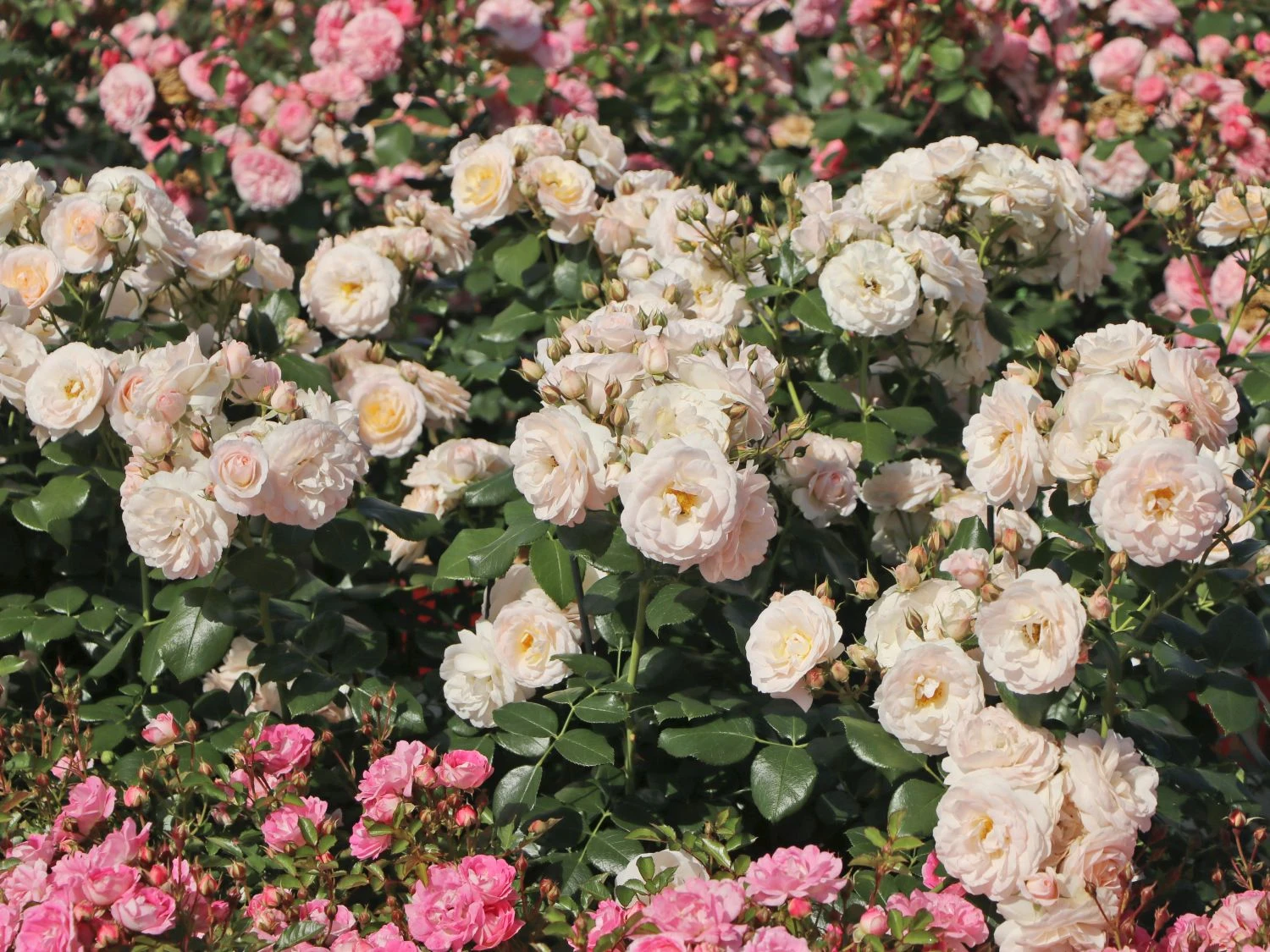 Beetrose 'Martin Luther Rose' ® 2 Beetrose 'Martin Luther Rose' ® – Bild 2