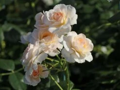 Beetrose 'Martin Luther Rose' ® 17 Beetrose 'Martin Luther Rose' ® -Edelrosen Geschaft beetrose martin luther rose m101945 w 7