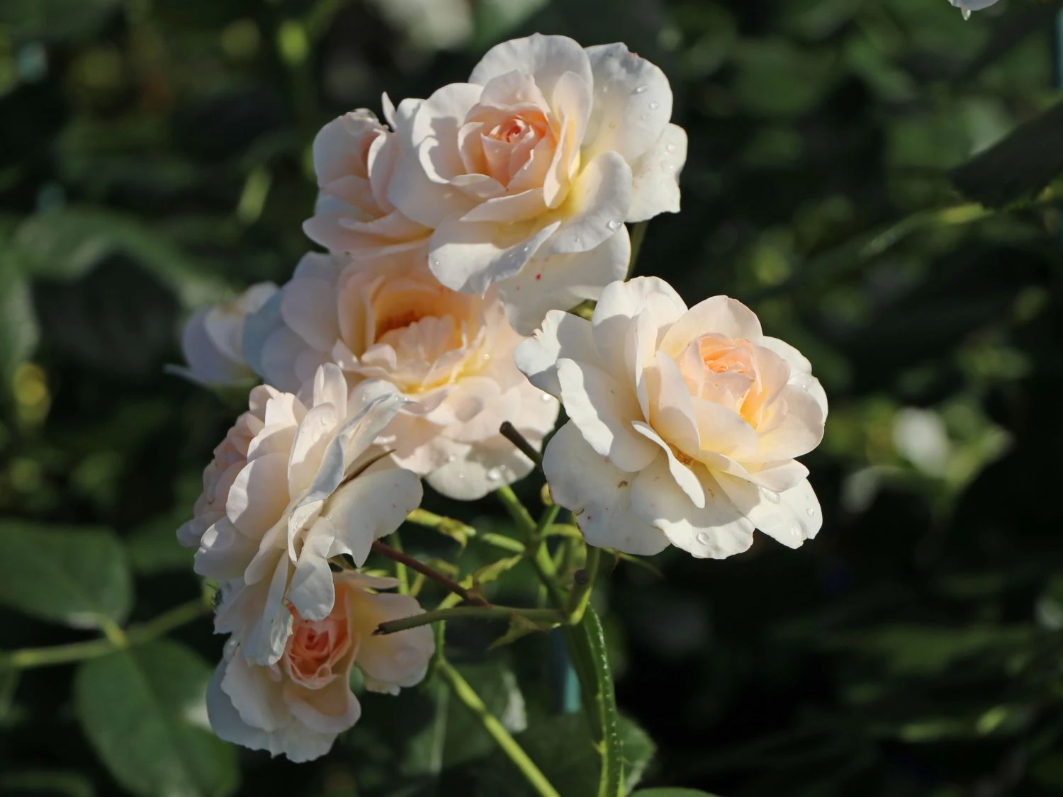 Beetrose 'Martin Luther Rose' ® 7 Beetrose 'Martin Luther Rose' ® – Bild 7