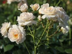 Beetrose 'Martin Luther Rose' ® 18 Beetrose 'Martin Luther Rose' ® -Edelrosen Geschaft beetrose martin luther rose m101945 w 8