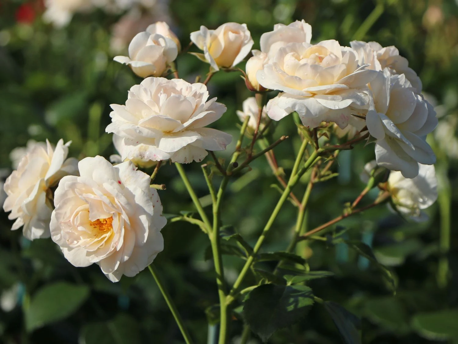 Beetrose 'Martin Luther Rose' ® 8 Beetrose 'Martin Luther Rose' ® – Bild 8