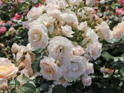 Beetrose 'Martin Luther Rose' ® 21 Beetrose 'Martin Luther Rose' ® -Edelrosen Geschaft beetrose martin luther rose m101945 w 9