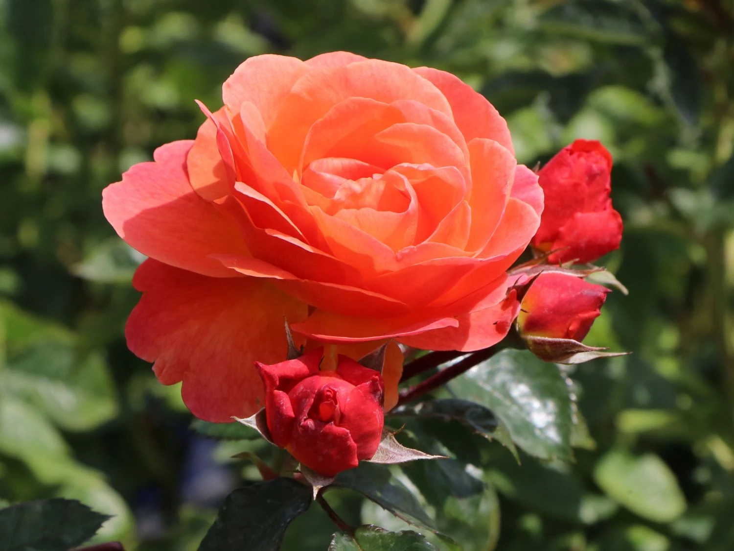 Beetrose 'Morning Sun' ® 1 Beetrose 'Morning Sun' ®