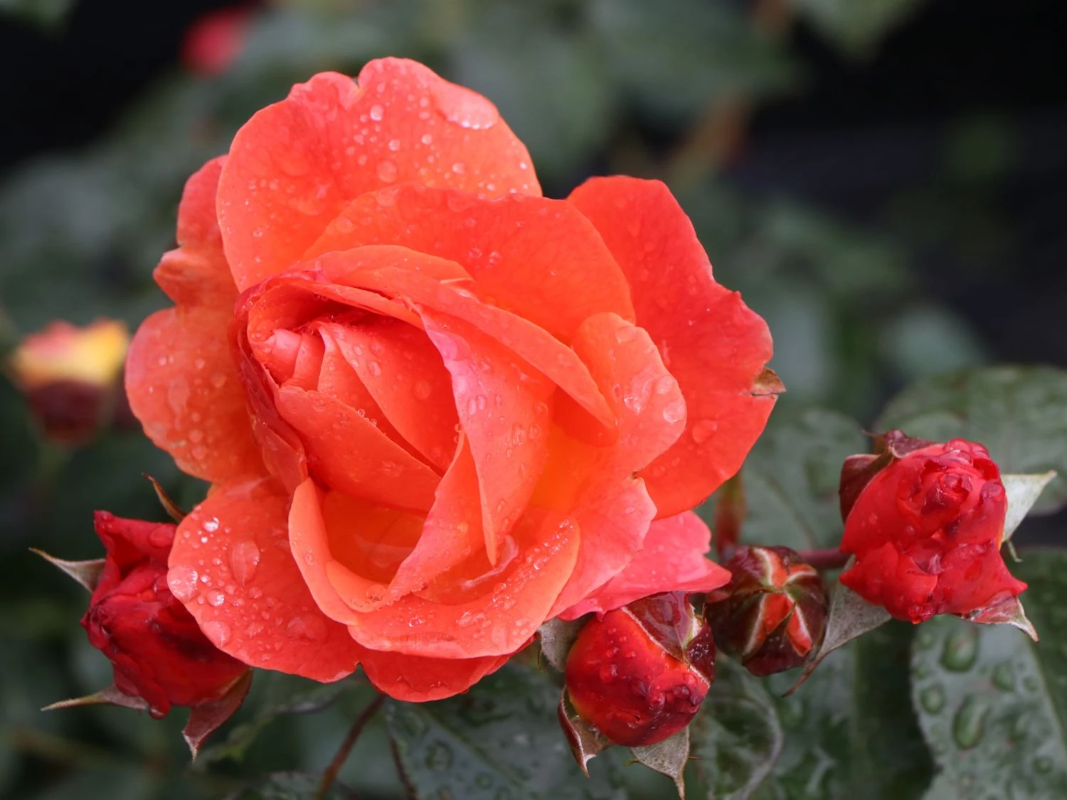 Beetrose 'Morning Sun' ® 8 Beetrose 'Morning Sun' ® – Bild 8