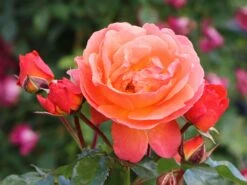 Beetrose 'Morning Sun' ® 19 Beetrose 'Morning Sun' ® -Edelrosen Geschaft beetrose morning sun m101967 w 1