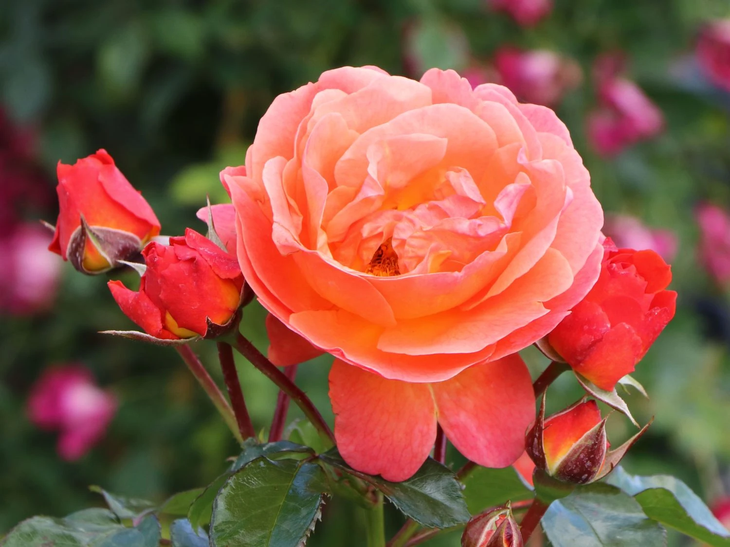 Beetrose 'Morning Sun' ® 9 Beetrose 'Morning Sun' ® – Bild 9