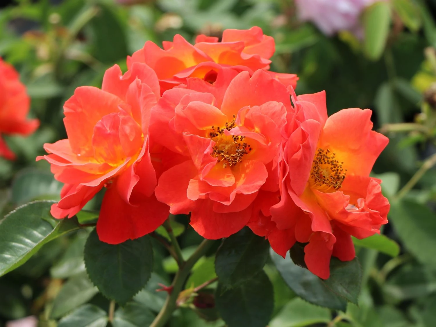 Beetrose 'Morning Sun' ® 3 Beetrose 'Morning Sun' ® – Bild 3