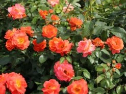 Beetrose 'Morning Sun' ® 16 Beetrose 'Morning Sun' ® -Edelrosen Geschaft beetrose morning sun m101967 w 3