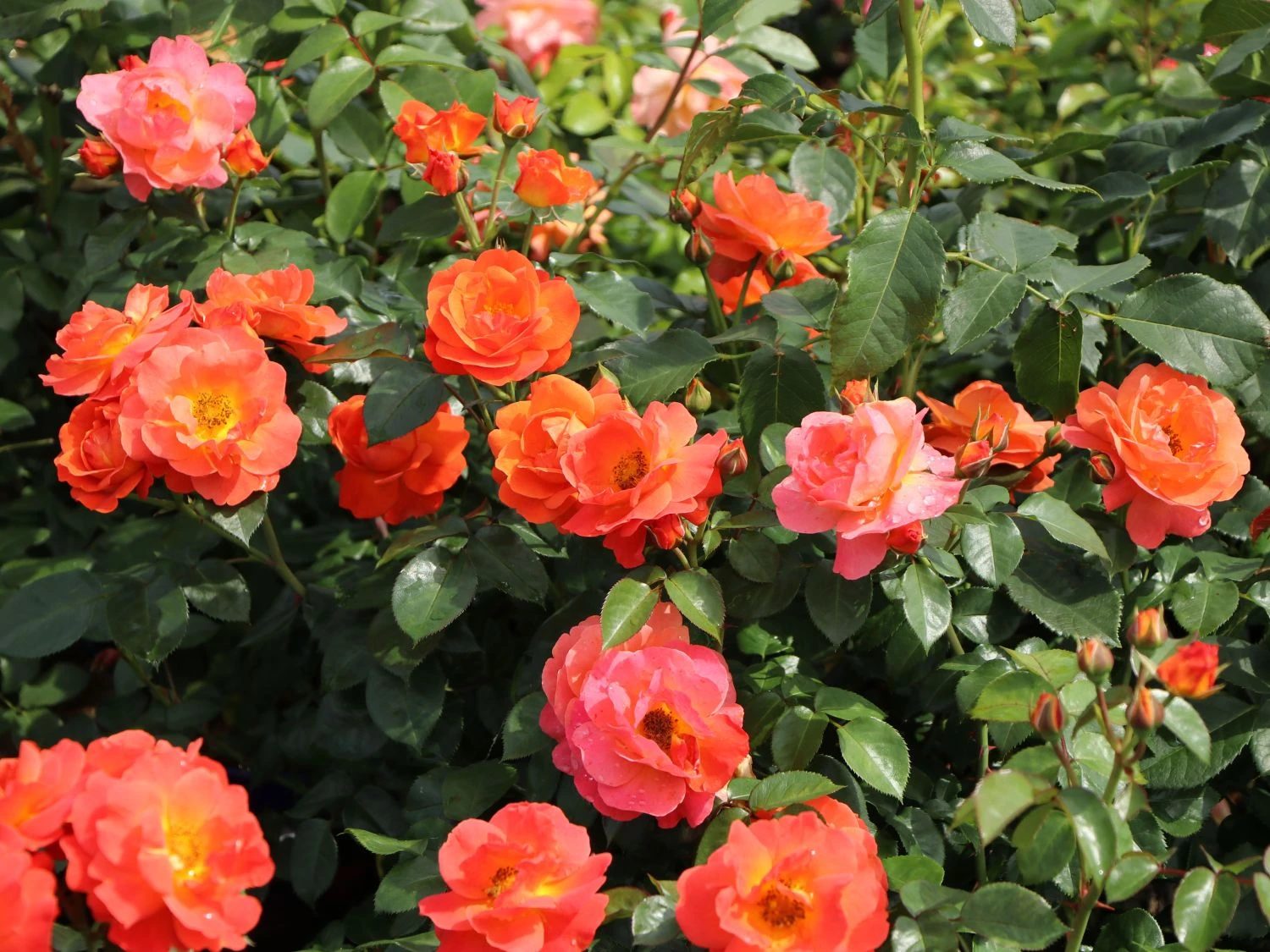 Beetrose 'Morning Sun' ® 6 Beetrose 'Morning Sun' ® – Bild 6