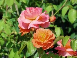 Edelrosen Geschaft -Edelrosen Geschaft beetrose morning sun m101967 w 4