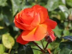 Beetrose 'Morning Sun' ® 21 Beetrose 'Morning Sun' ® -Edelrosen Geschaft beetrose morning sun m101967 w 5