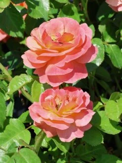 Beetrose 'Morning Sun' ® 15 Beetrose 'Morning Sun' ® -Edelrosen Geschaft beetrose morning sun m101967 w 6