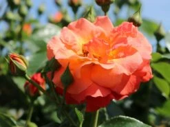 Beetrose 'Morning Sun' ® 14 Beetrose 'Morning Sun' ® -Edelrosen Geschaft beetrose morning sun m101967 w 7