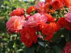 Beetrose 'Morning Sun' ® 20 Beetrose 'Morning Sun' ® -Edelrosen Geschaft beetrose morning sun m101967 w 8