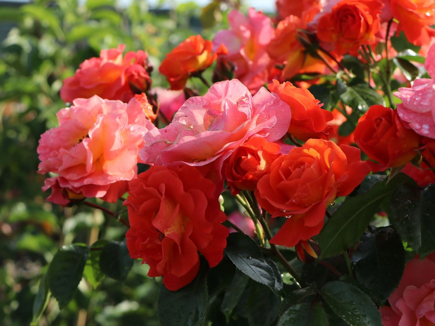 Beetrose 'Morning Sun' ® 10 Beetrose 'Morning Sun' ® – Bild 10