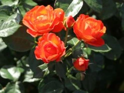 Beetrose 'Morning Sun' ® 17 Beetrose 'Morning Sun' ® -Edelrosen Geschaft beetrose morning sun m101967 w 9