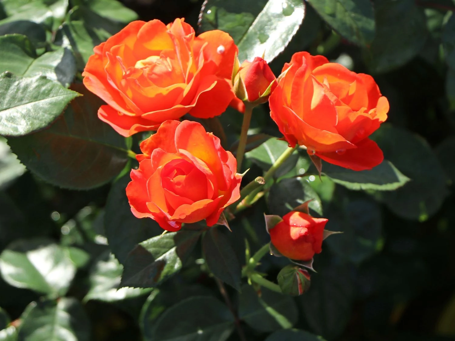 Beetrose 'Morning Sun' ® 7 Beetrose 'Morning Sun' ® – Bild 7