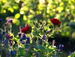 Beetrose 'Nina Weibull' -Edelrosen Geschaft beetrose nina weibull m003478 1341765 0