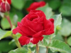 Beetrose 'Nina Weibull' -Edelrosen Geschaft beetrose nina weibull m003478 w 0