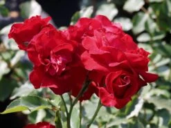 Beetrose 'Nina Weibull' -Edelrosen Geschaft beetrose nina weibull m003478 w 2