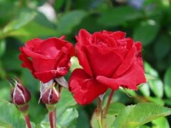 Beetrose 'Nina Weibull' -Edelrosen Geschaft beetrose nina weibull m003478 w 6