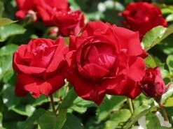 Beetrose 'Nina Weibull' -Edelrosen Geschaft beetrose nina weibull m003478 w 7