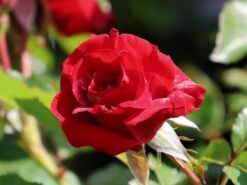 Beetrose 'Nina Weibull' -Edelrosen Geschaft beetrose nina weibull m003478 w 8