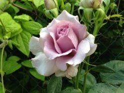 Beetrose 'Novalis' ® 31 Beetrose 'Novalis' ® -Edelrosen Geschaft beetrose novalis m052544 1338879 0