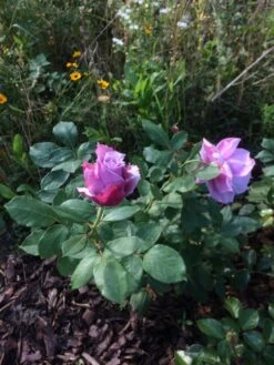 Beetrose 'Novalis' ® 36 Beetrose 'Novalis' ® -Edelrosen Geschaft beetrose novalis m052544 193676 0