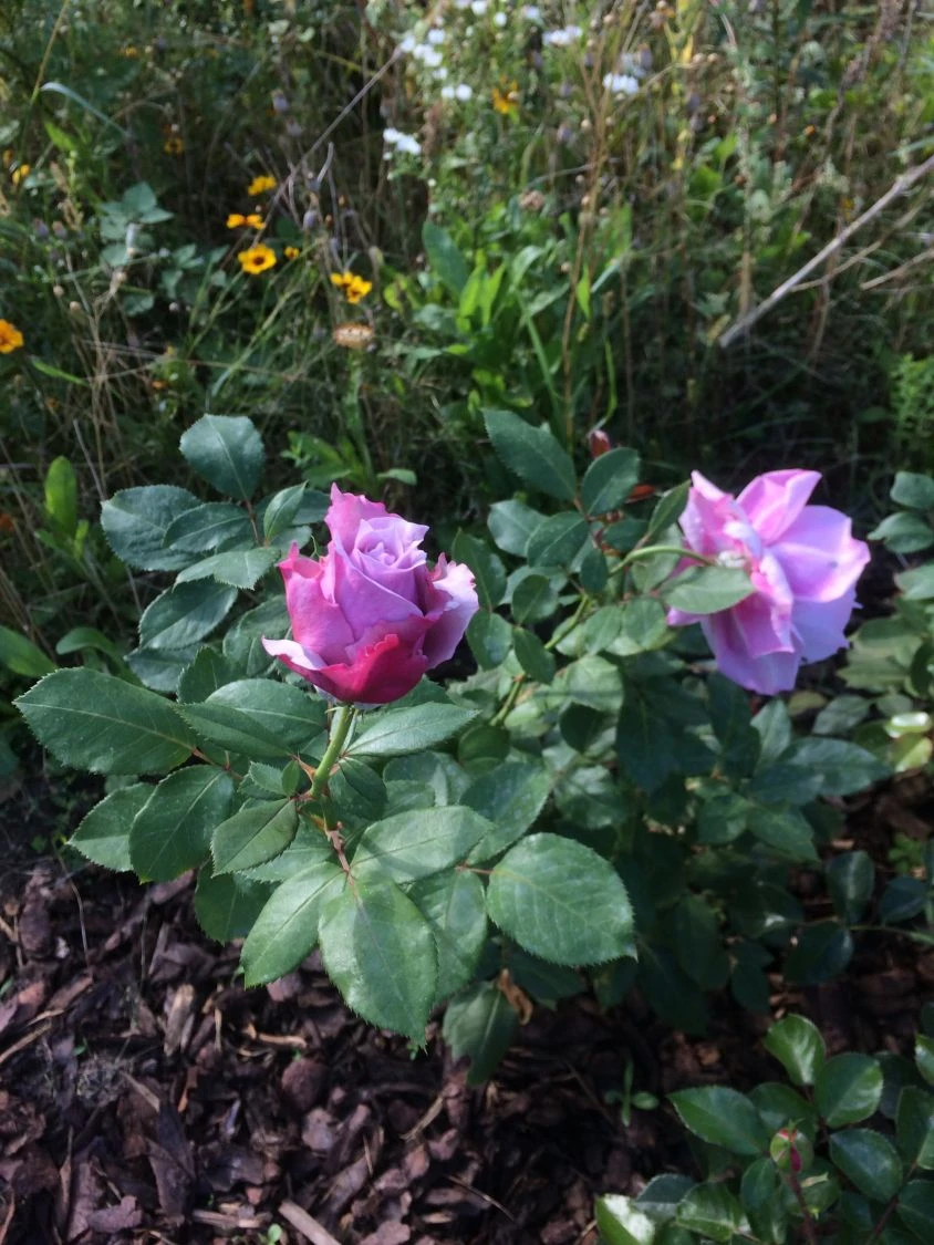 Beetrose 'Novalis' ® 17 Beetrose 'Novalis' ® – Bild 17