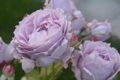 Beetrose 'Novalis' ® 38 Beetrose 'Novalis' ® -Edelrosen Geschaft beetrose novalis m052544 271123 1