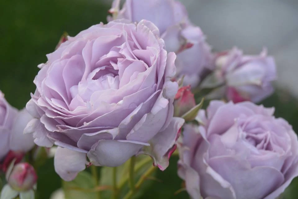 Beetrose 'Novalis' ® 19 Beetrose 'Novalis' ® – Bild 19