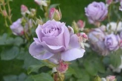 Beetrose 'Novalis' ® 37 Beetrose 'Novalis' ® -Edelrosen Geschaft beetrose novalis m052544 271123 2