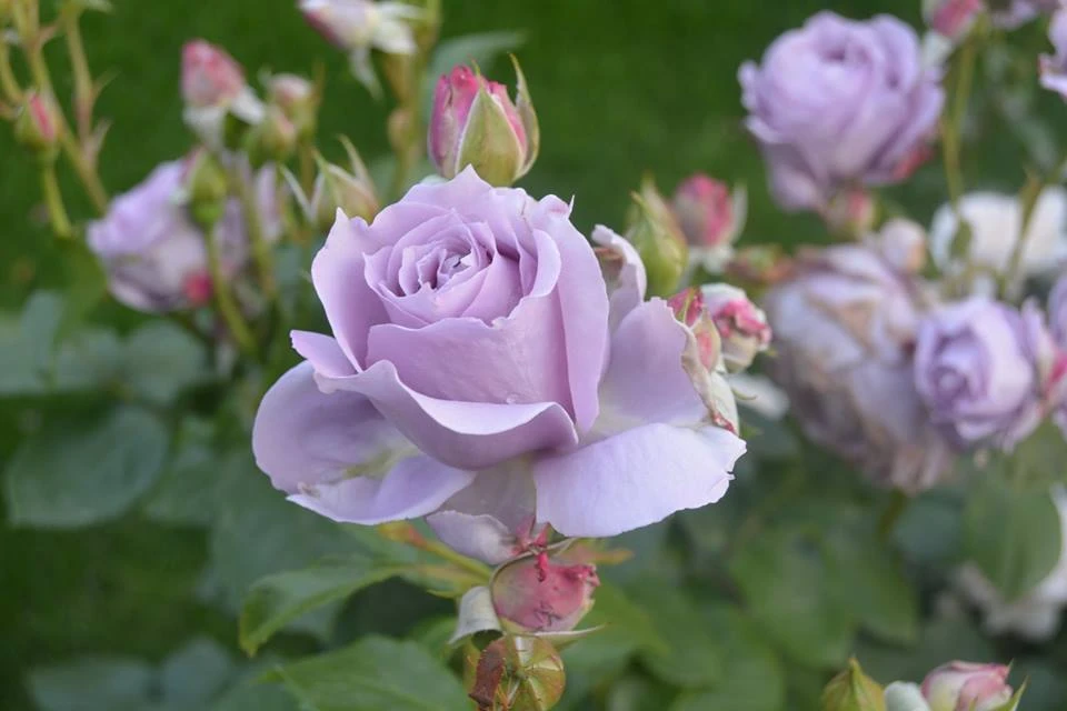 Beetrose 'Novalis' ® 18 Beetrose 'Novalis' ® – Bild 18