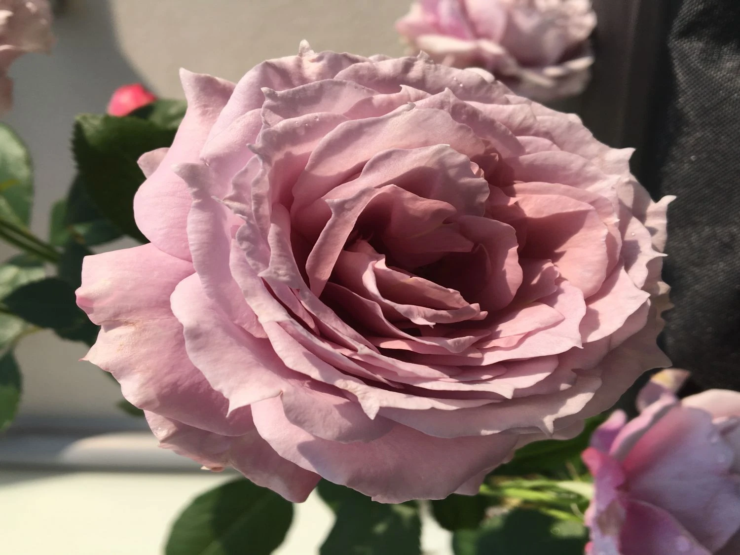 Beetrose 'Novalis' ® 13 Beetrose 'Novalis' ® – Bild 13