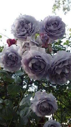 Beetrose 'Novalis' ® 33 Beetrose 'Novalis' ® -Edelrosen Geschaft beetrose novalis m052544 401538 0