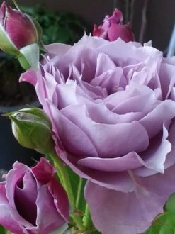 Beetrose 'Novalis' ® 35 Beetrose 'Novalis' ® -Edelrosen Geschaft beetrose novalis m052544 464010 0