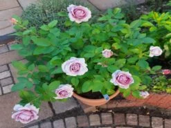 Beetrose 'Novalis' ® 30 Beetrose 'Novalis' ® -Edelrosen Geschaft beetrose novalis m052544 669831 0