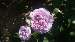 Beetrose 'Novalis' ® 34 Beetrose 'Novalis' ® -Edelrosen Geschaft beetrose novalis m052544 711902 0