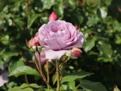 Beetrose 'Novalis' ®