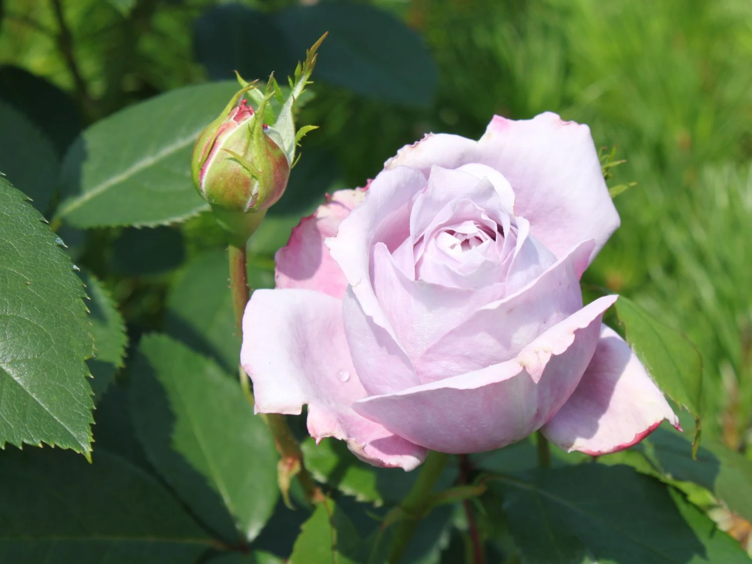 Beetrose 'Novalis' ® 6 Beetrose 'Novalis' ® – Bild 6