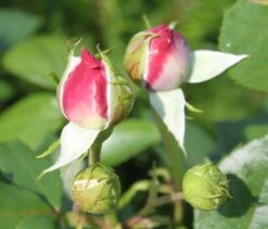 Beetrose 'Novalis' ® 26 Beetrose 'Novalis' ® -Edelrosen Geschaft beetrose novalis m052544 w 1