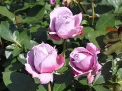 Beetrose 'Novalis' ® 27 Beetrose 'Novalis' ® -Edelrosen Geschaft beetrose novalis m052544 w 2