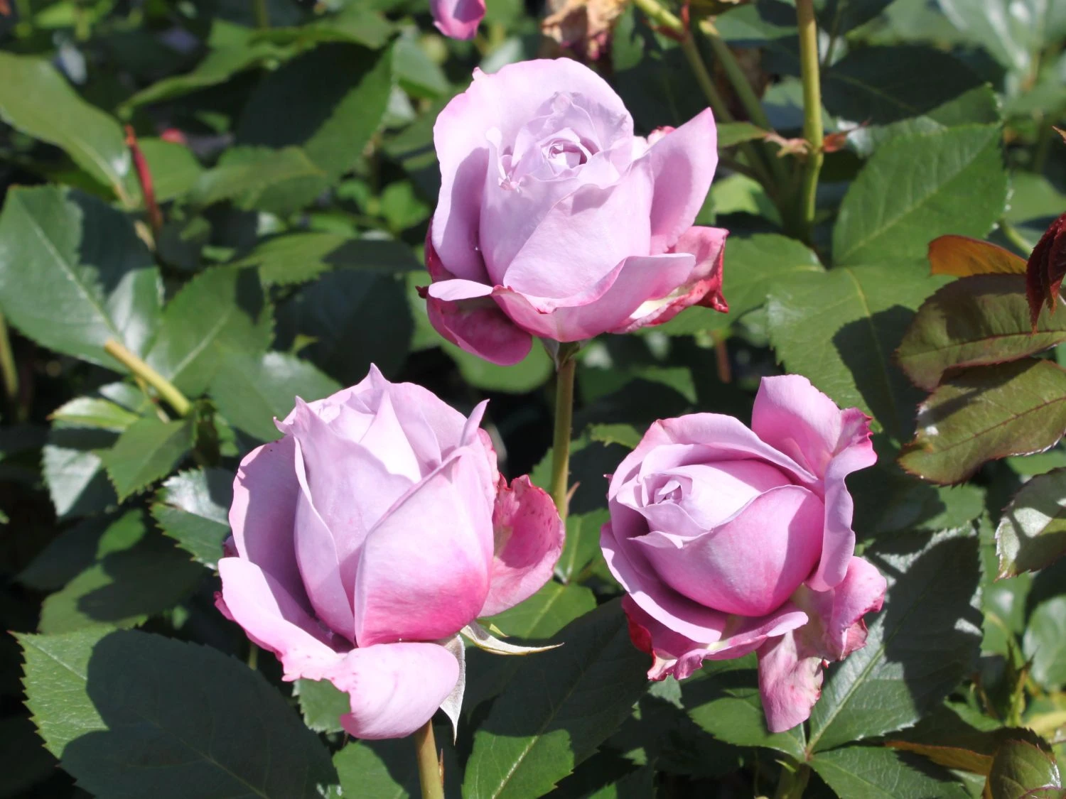 Beetrose 'Novalis' ® 8 Beetrose 'Novalis' ® – Bild 8