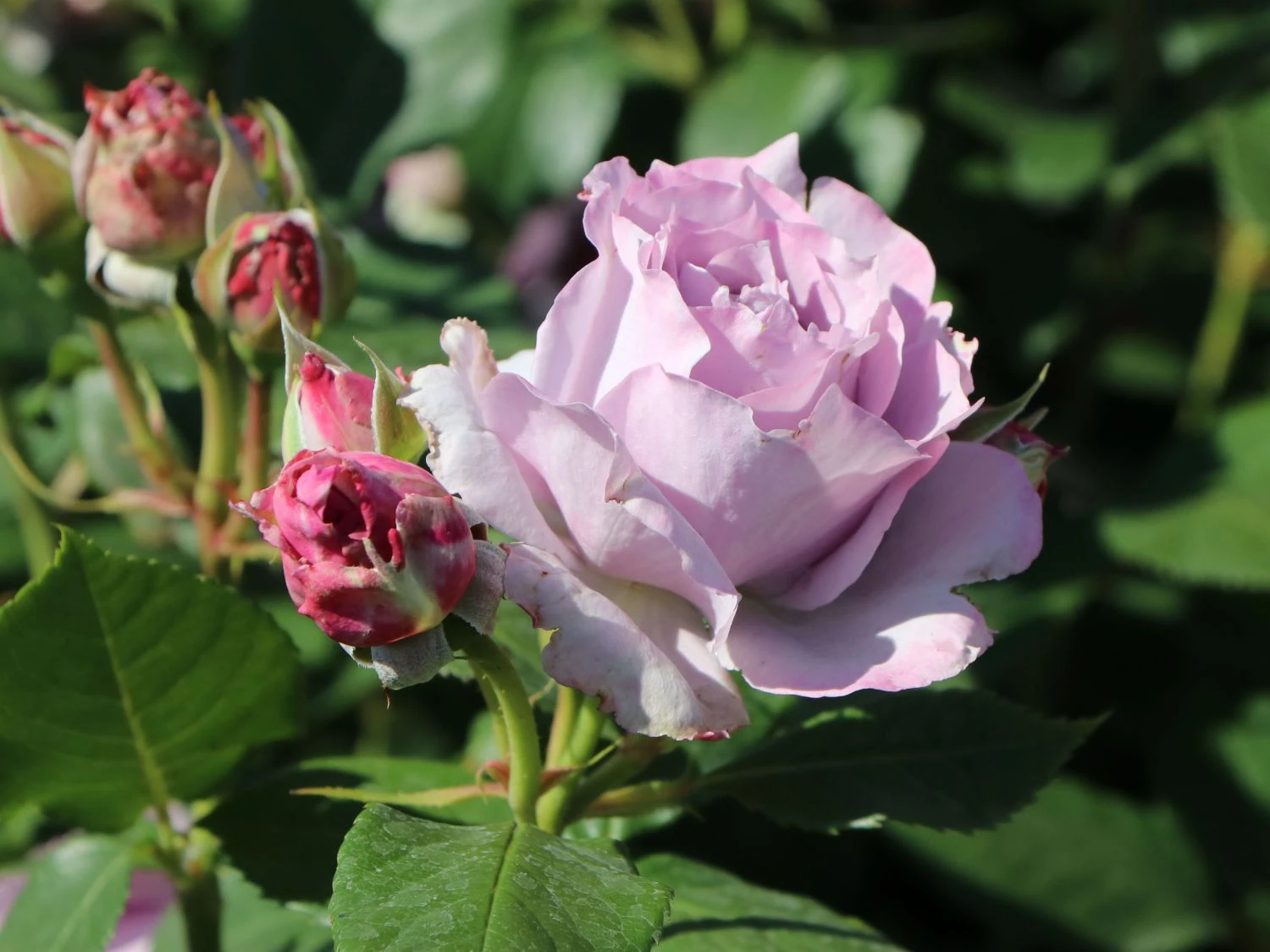 Beetrose 'Novalis' ® 2 Beetrose 'Novalis' ® – Bild 2